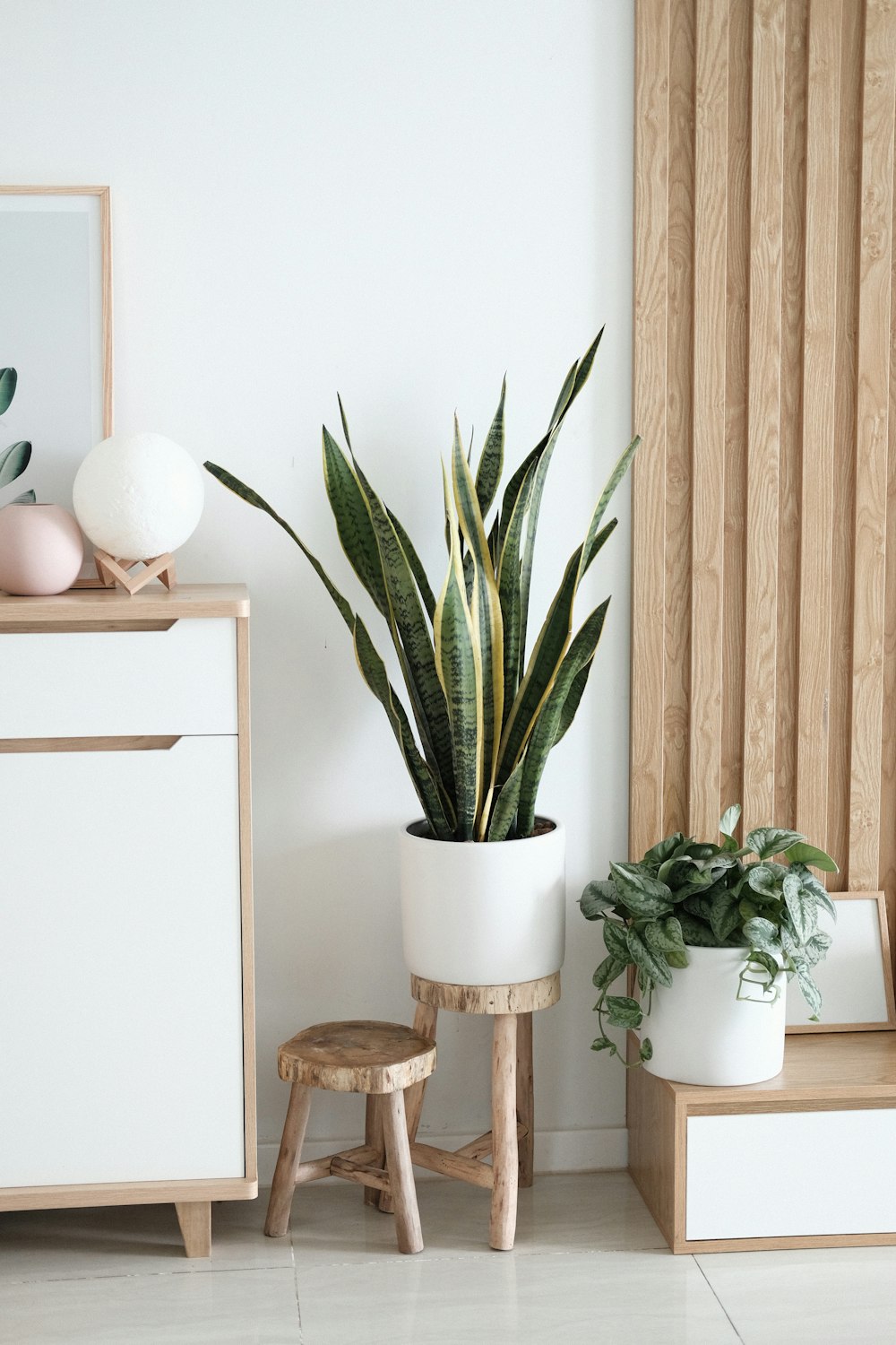 Planta sobre un mueble blanco